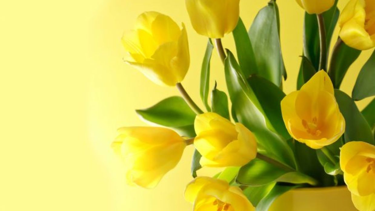 Details 100 imagen plantas de interior con flor amarilla