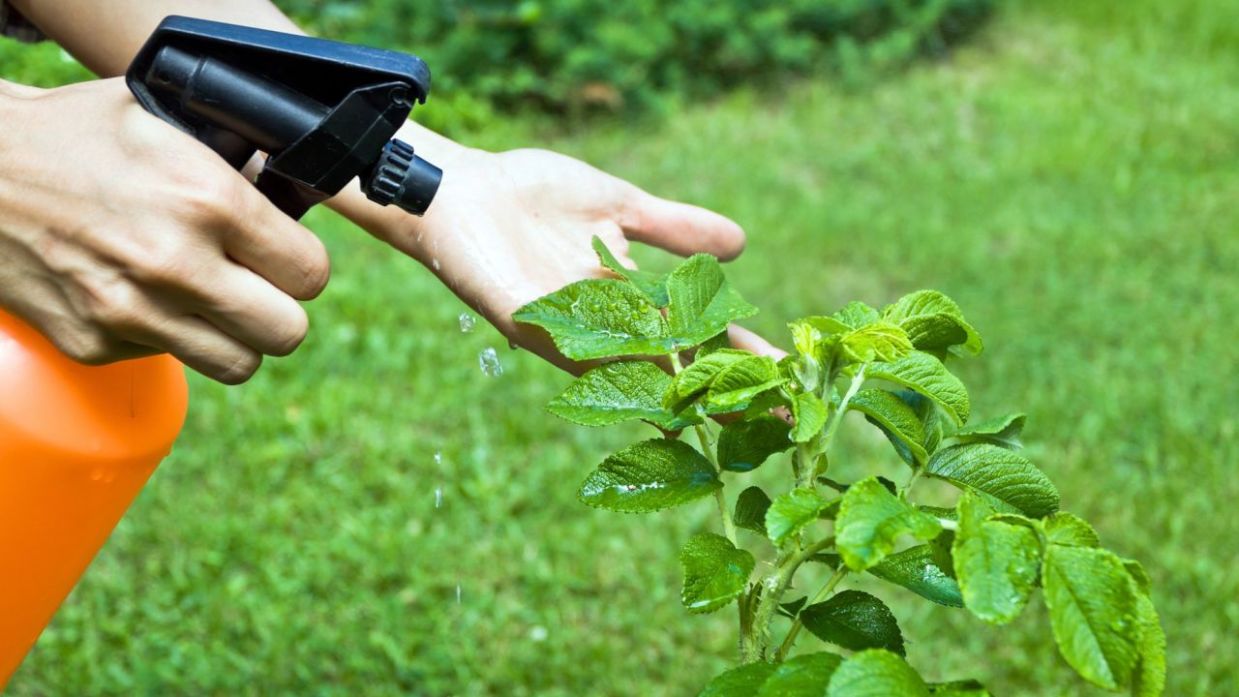 Cómo crear 3 insecticidas ecológicos - Jardinatis