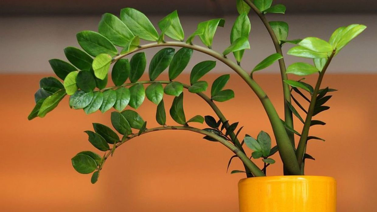 cual es la planta china del dinero cual es la planta china del dinero