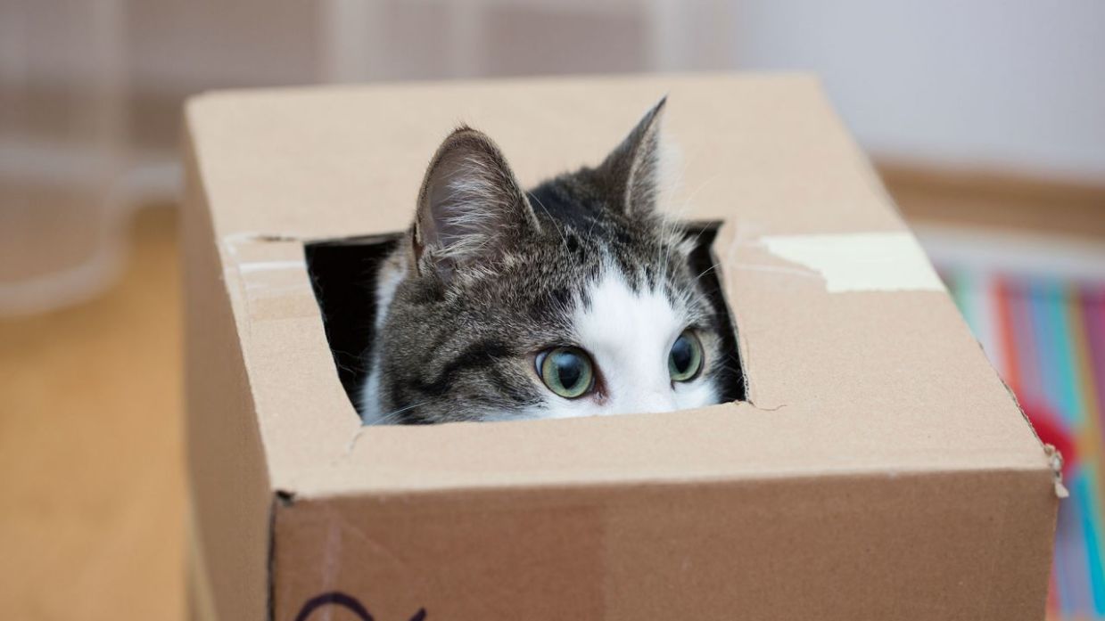 Juguete casero para gatos con cajas de cartón - Decogarden
