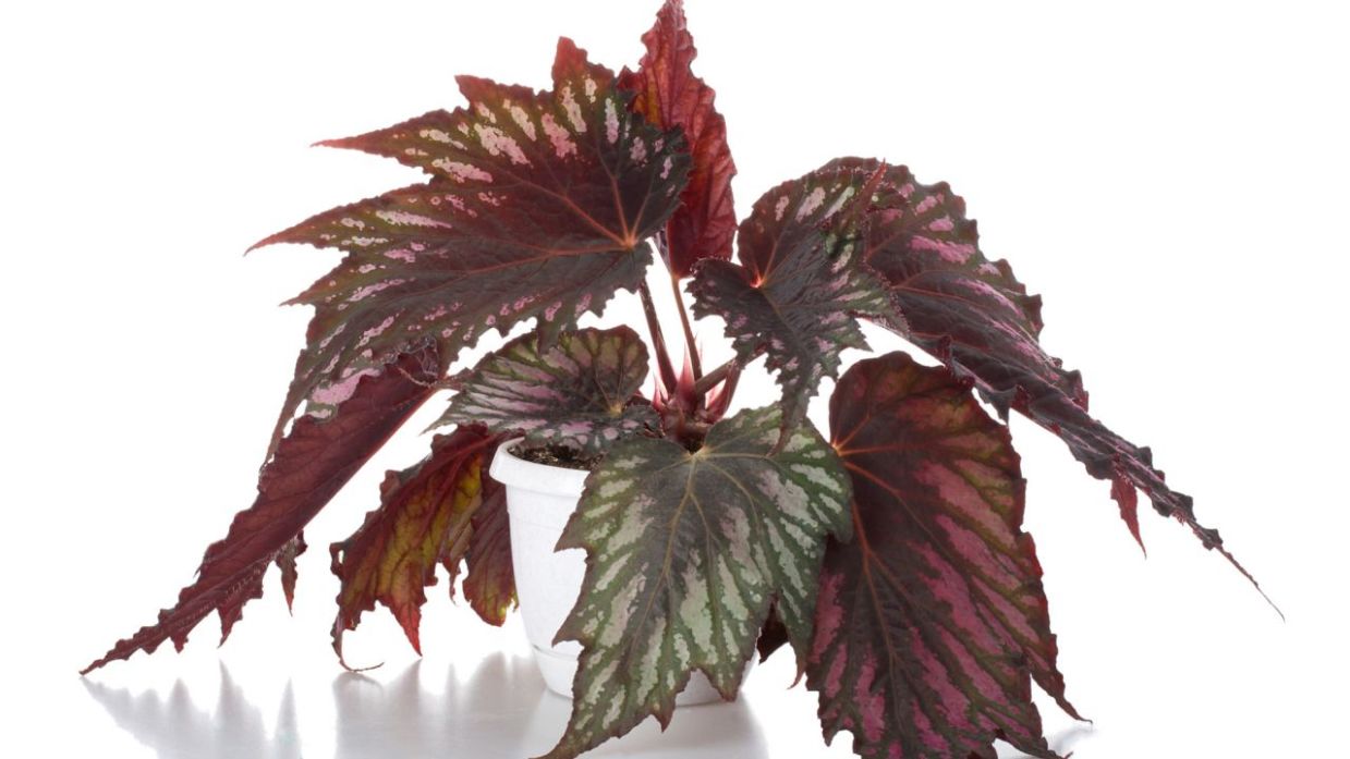 Reproducir Begonia Rex por esquejes de hojas - Bricomanía
