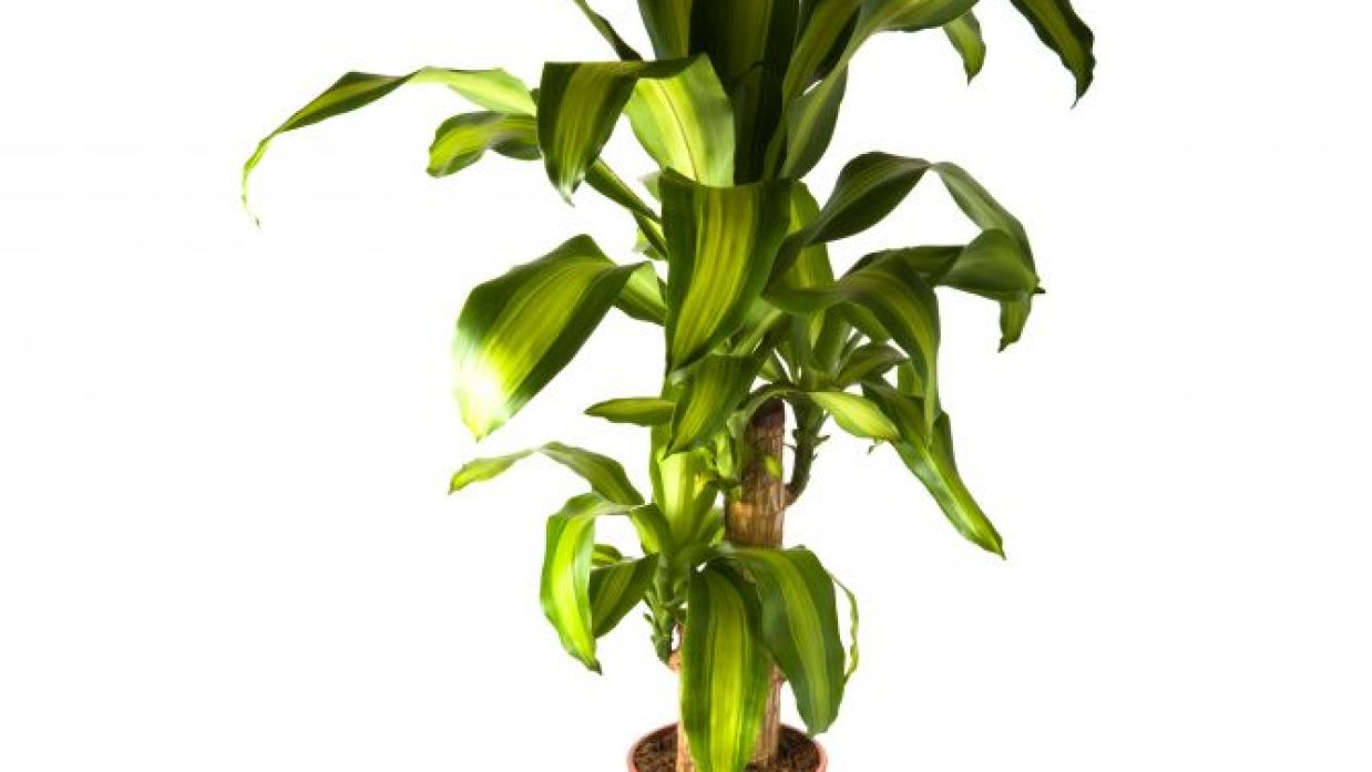 Cmo trasplantar una dracaena, gua de cuidados y consejos prcticos