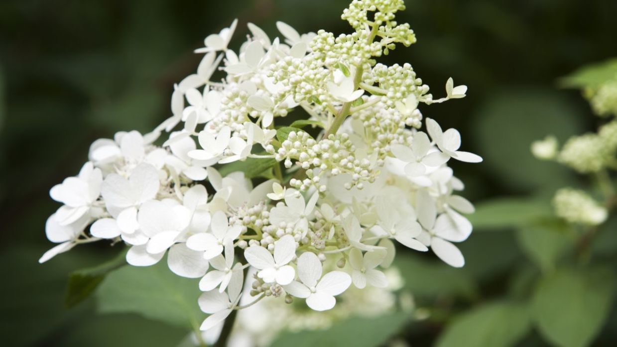 Hortensia paniculata - Fichas de plantas - Jardinería