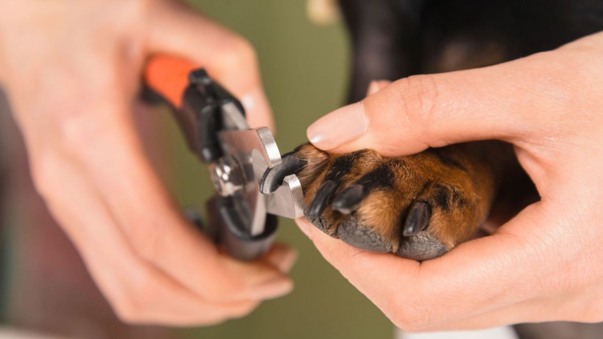 Onza Confidencial Hacer Cómo cortar las uñas a un perro - Decogarden