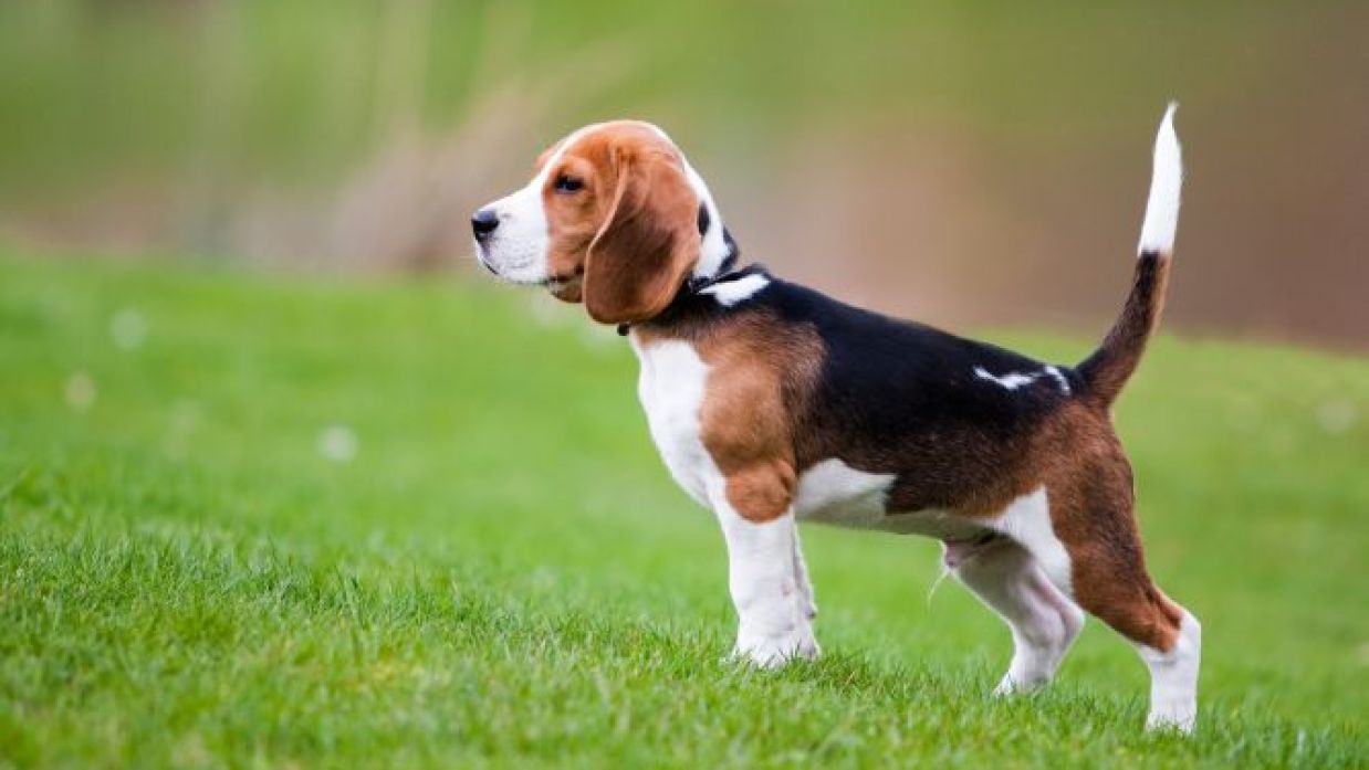 Beagle - de perros Mascotas Hogarmania