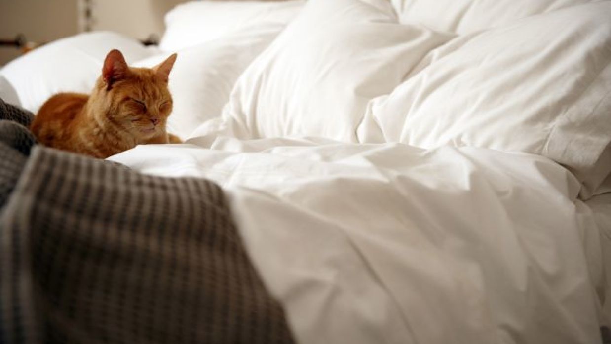 примета кошка начала на кровать