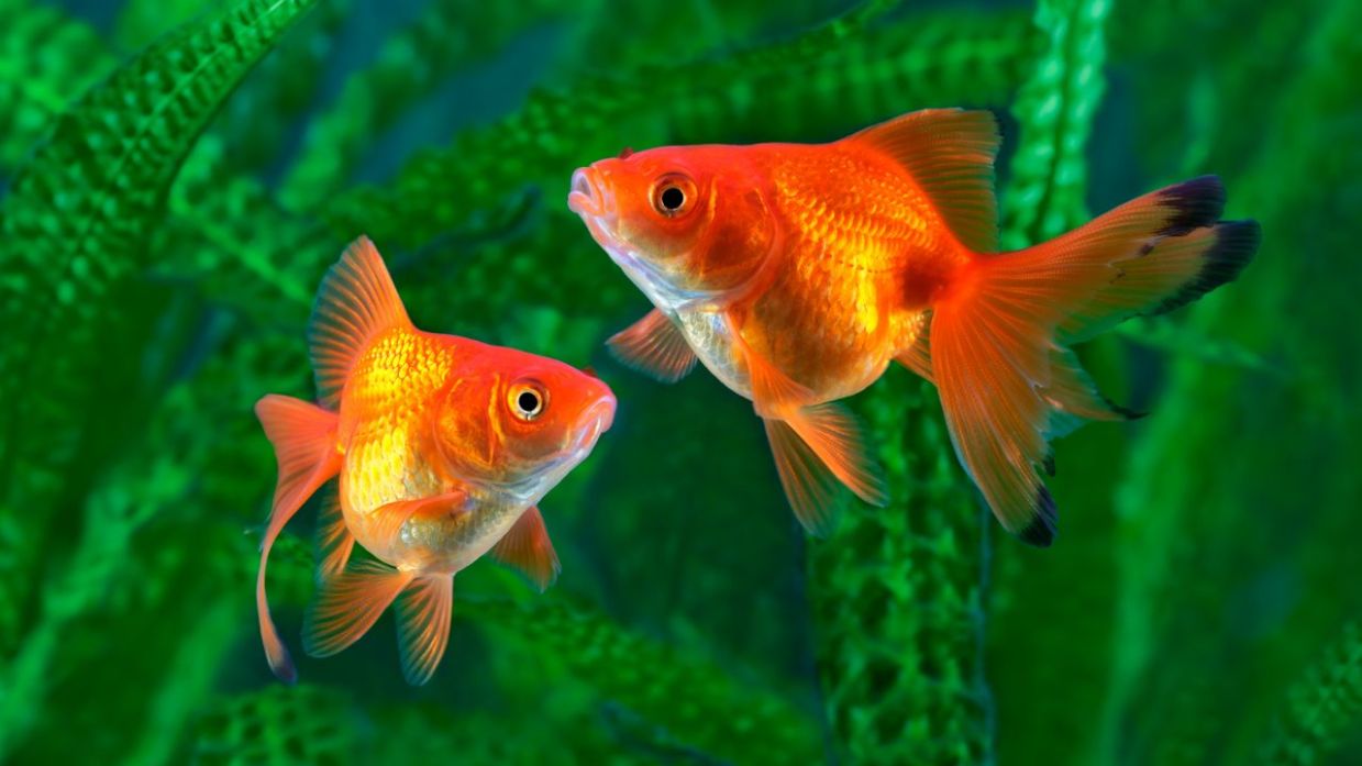 Goldfish Común - de pez - Mascotas Hogarmania