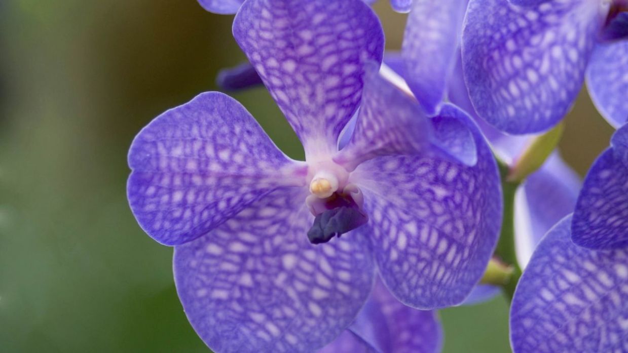Orquídea aérea o vanda - Bricomanía