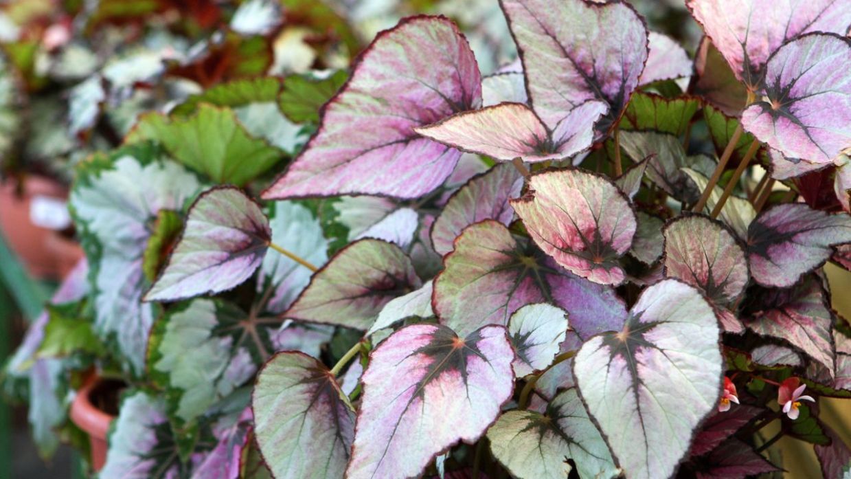 Begonia Rex, una planta de interior con hojas espectaculares - Jardinatis