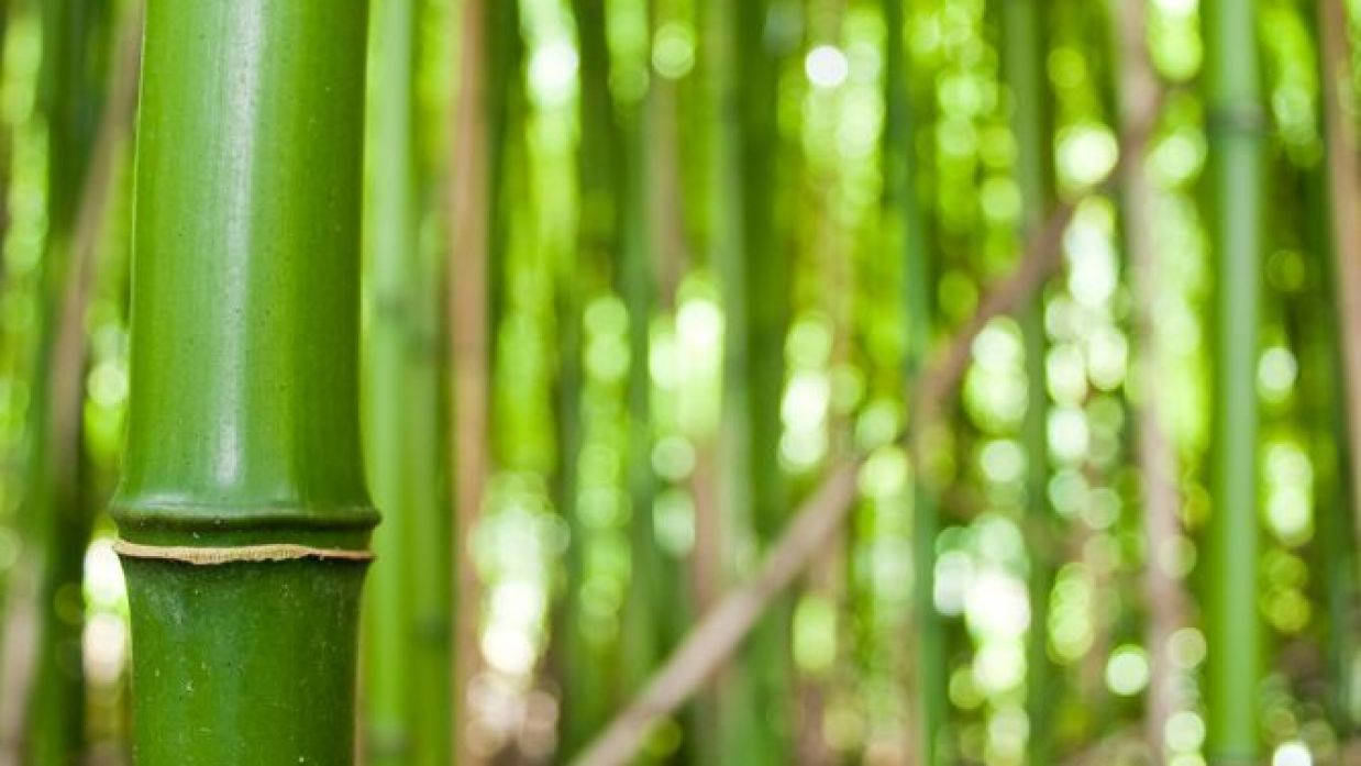 Tipos De Bambu Decogarden