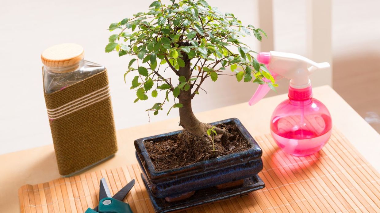 ▷ Cómo y cuándo podar un bonsai