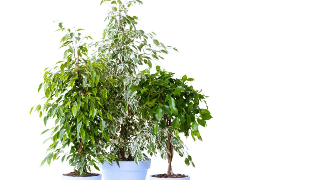 Cuidados del ficus benjamina