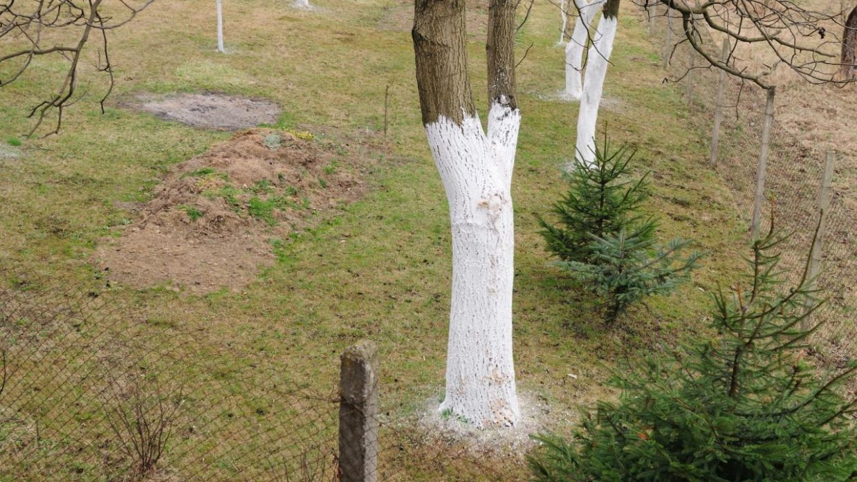 Cómo encalar troncos de los árboles (paso a paso) - Jardinatis