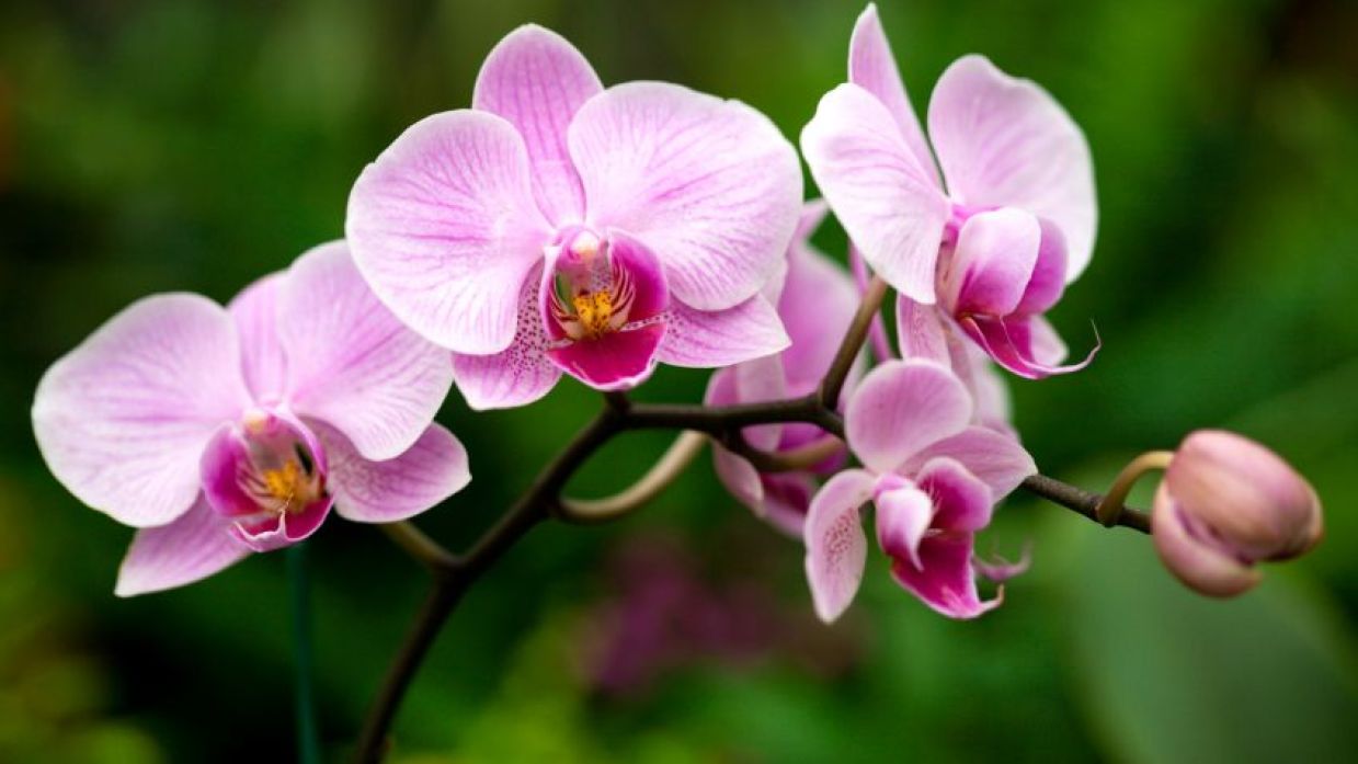 Orquídea mariposa - Hogarmania