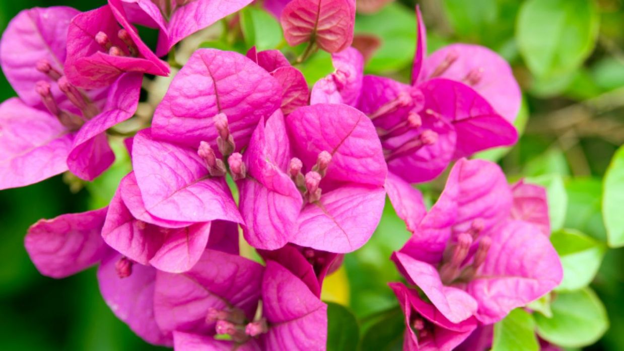 Buganvilla glabra o flor de papel: características y cuidados - Jardinatis