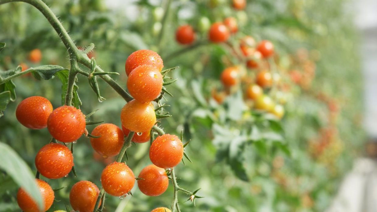 Es mas que paquete Dios Consejos para cultivar tomates cherry - Jardinatis