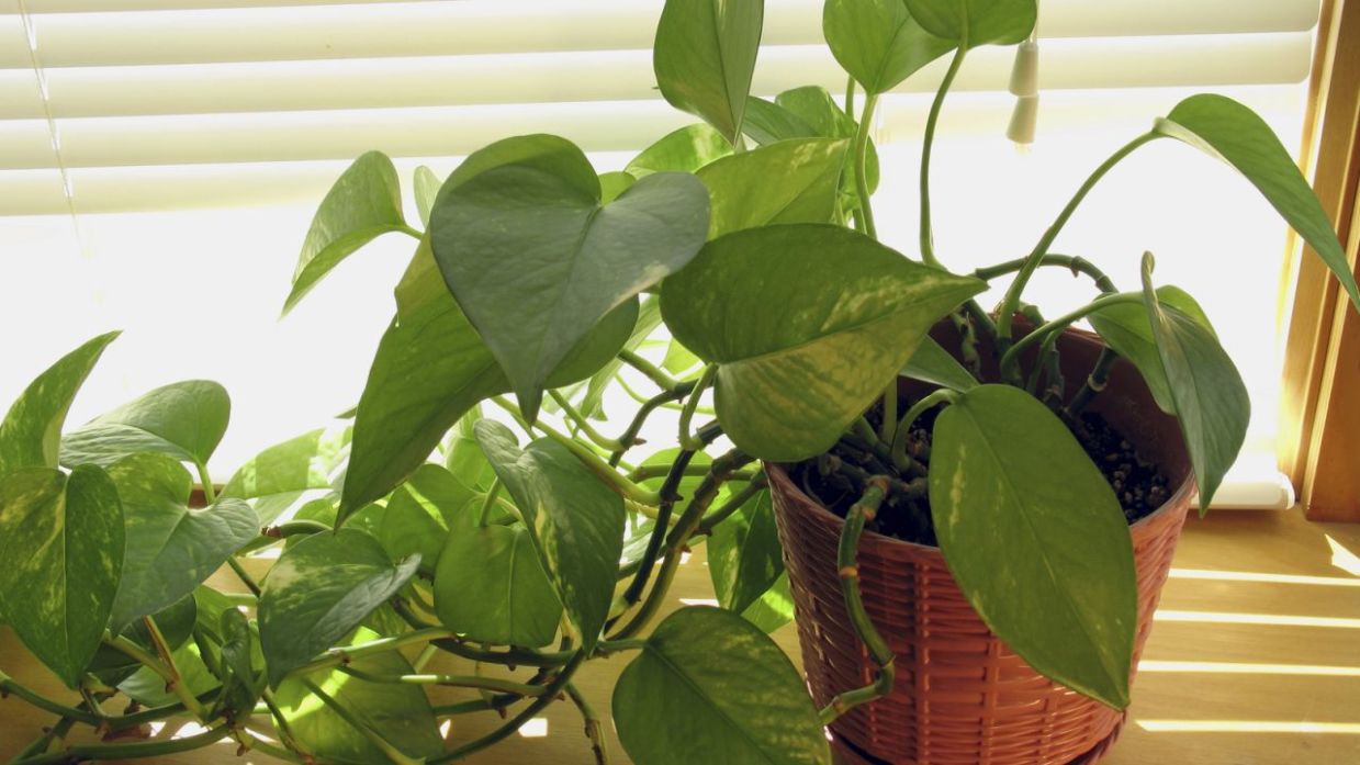 Filosófico Huerta estrés Potos o pothos, una planta de interior muy resistente - Jardinatis
