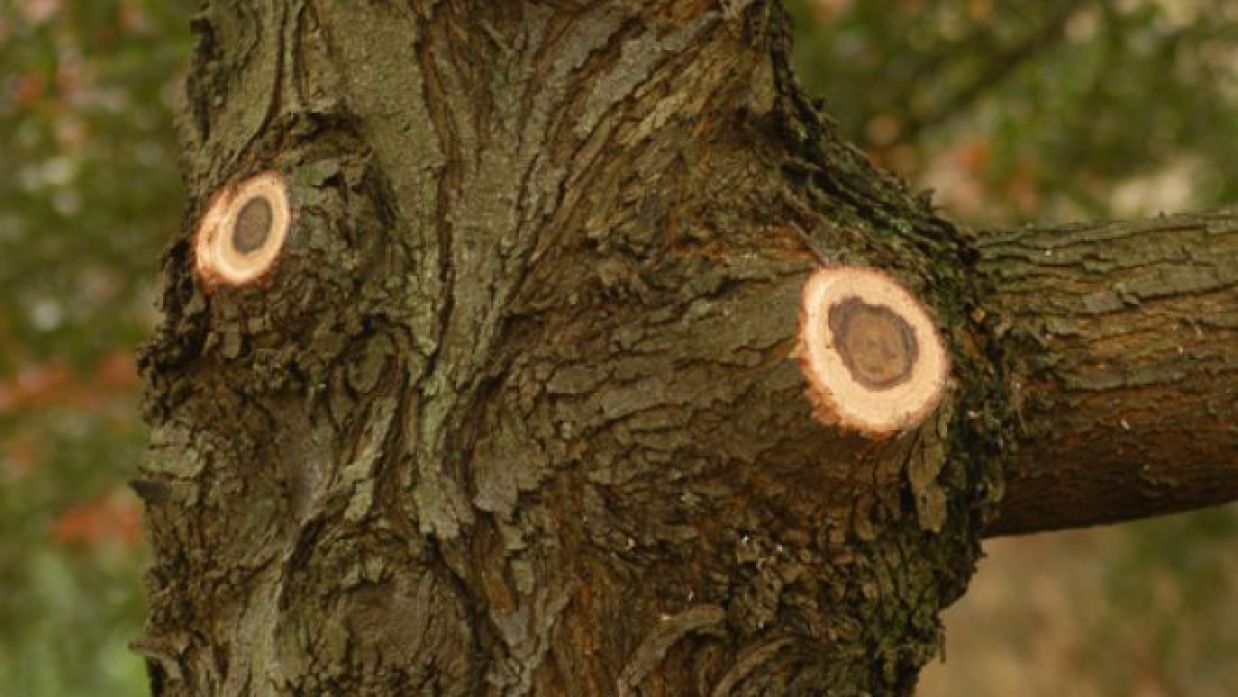 Cómo podar las ramas grandes de un árbol - Bricomanía