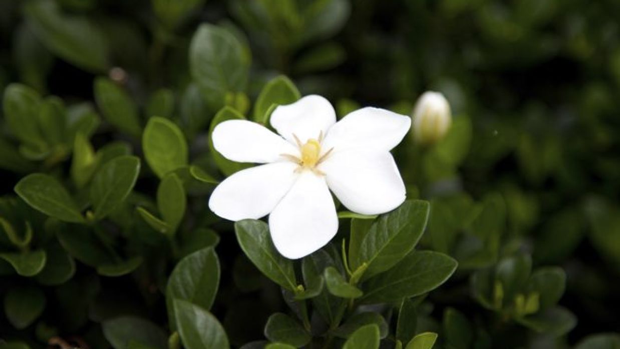 Cómo recuperar una gardenia