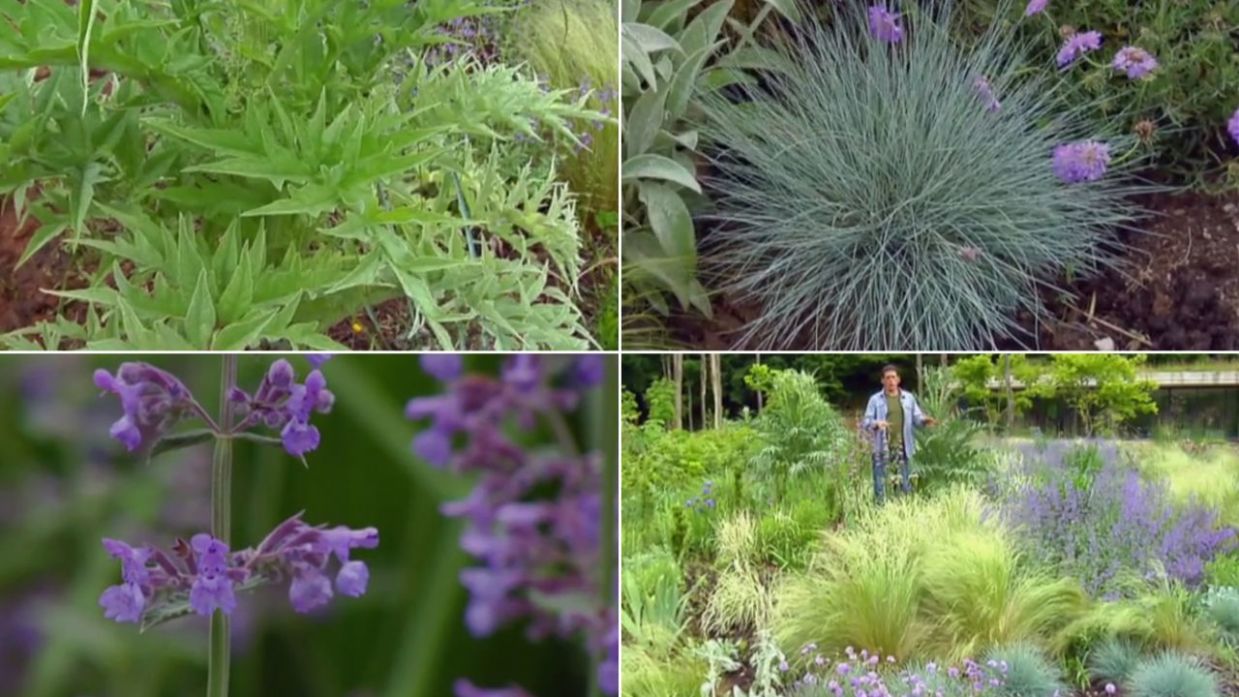 Parterre de plantas vivaces azules, lilas y grises - Decogarden