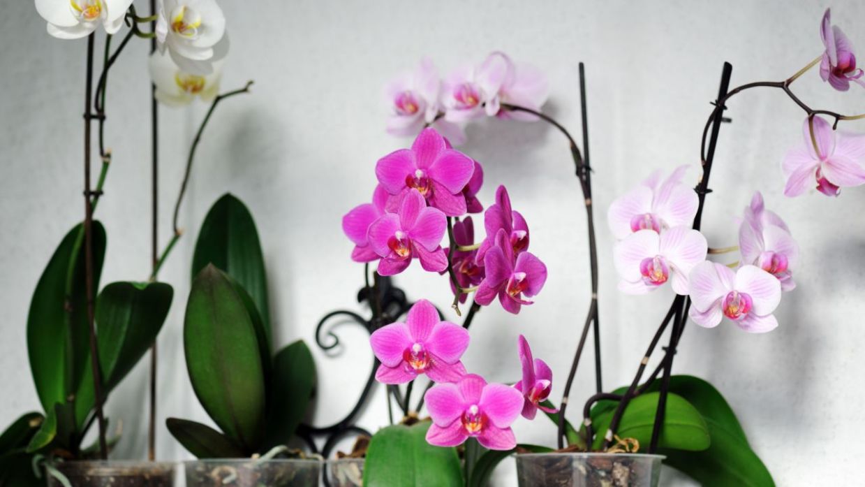 Indica Para llevar Espectáculo Cuidados de las orquídeas phalaenopsis - Jardinatis