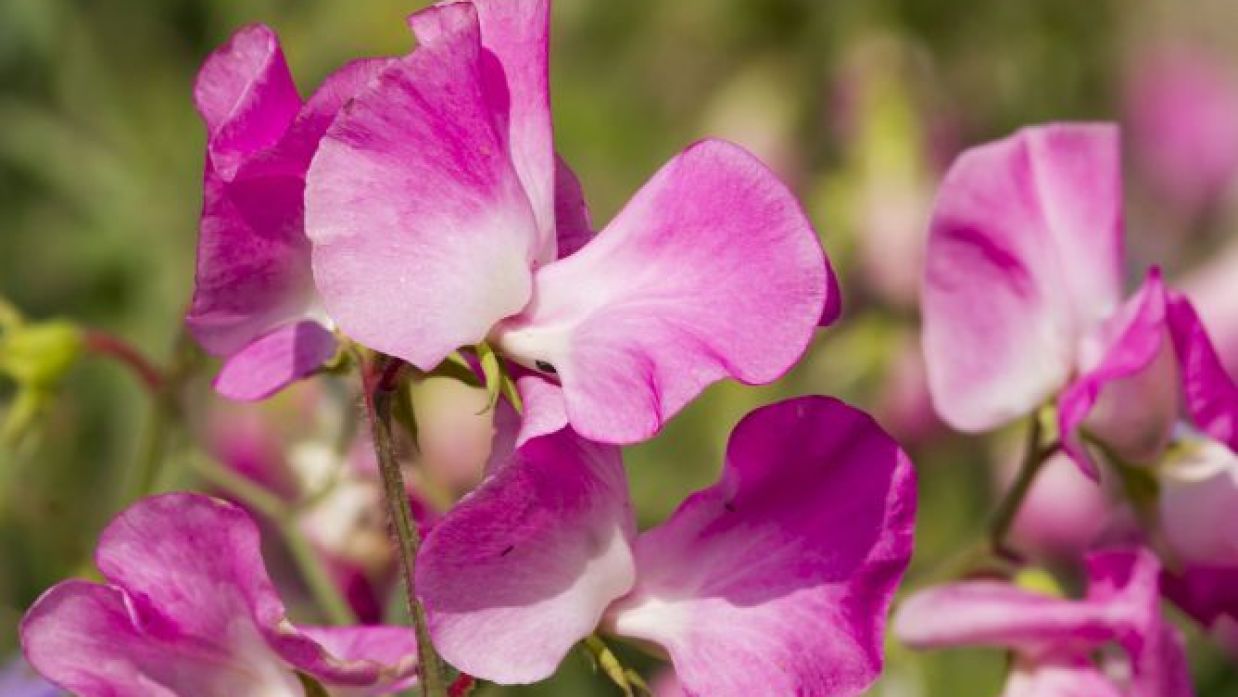 Guisantes de flor: características y cultivo