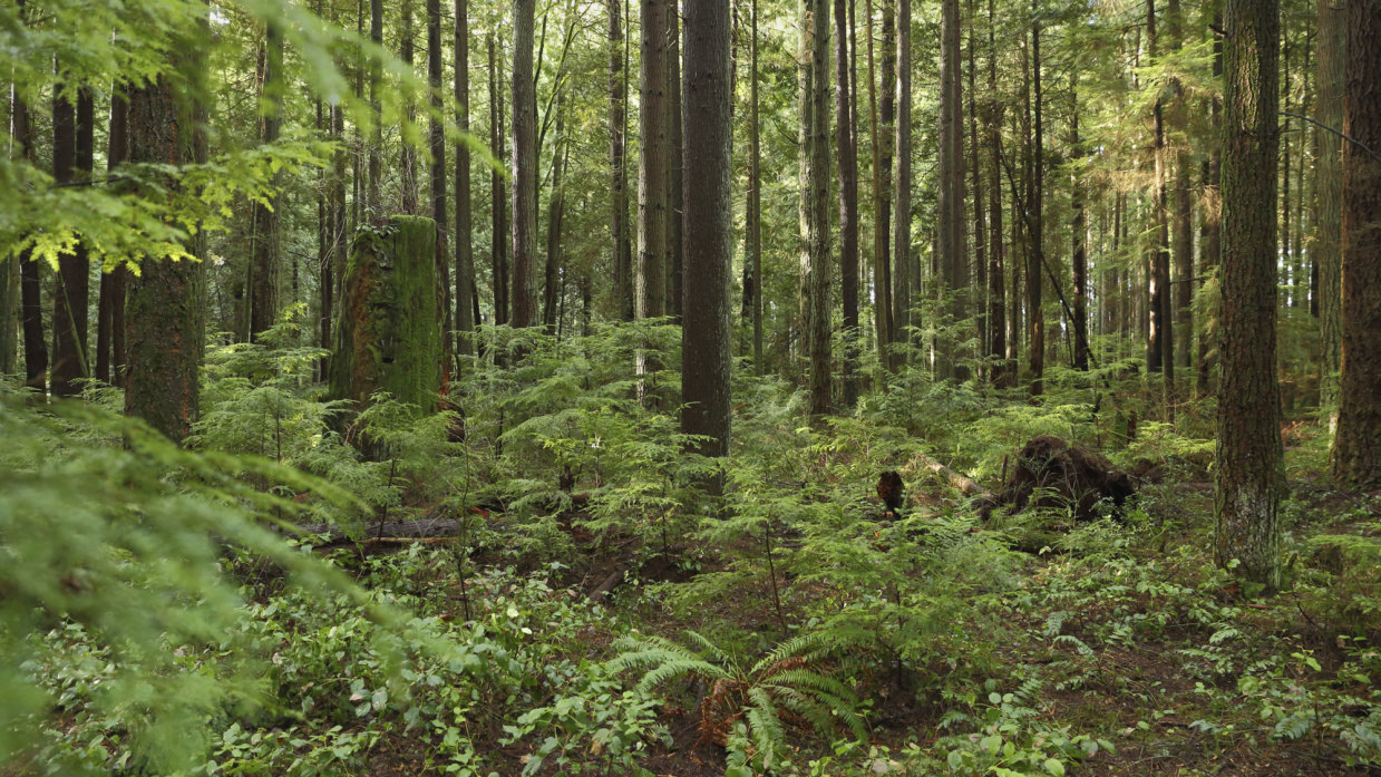 Plantas De Sotobosque Jardinatis