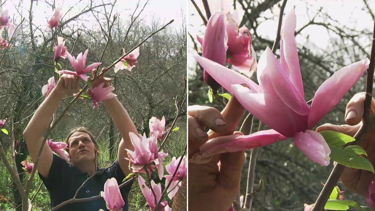 La Magnolia star wars: características y cuidados - Jardinatis