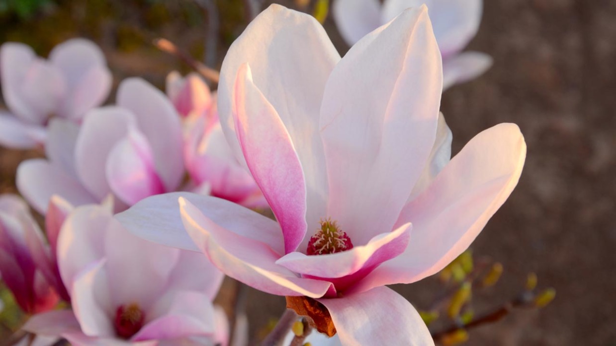 Magnolios de flor primaveral: variedades y características - Jardinatis