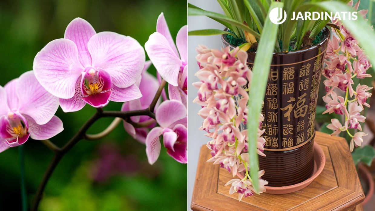Diferencias orquídeas de tierra y aéreas Jardinatis