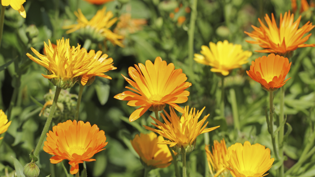 Caléndula: cuidados y consejos para su cultivo - Jardinatis