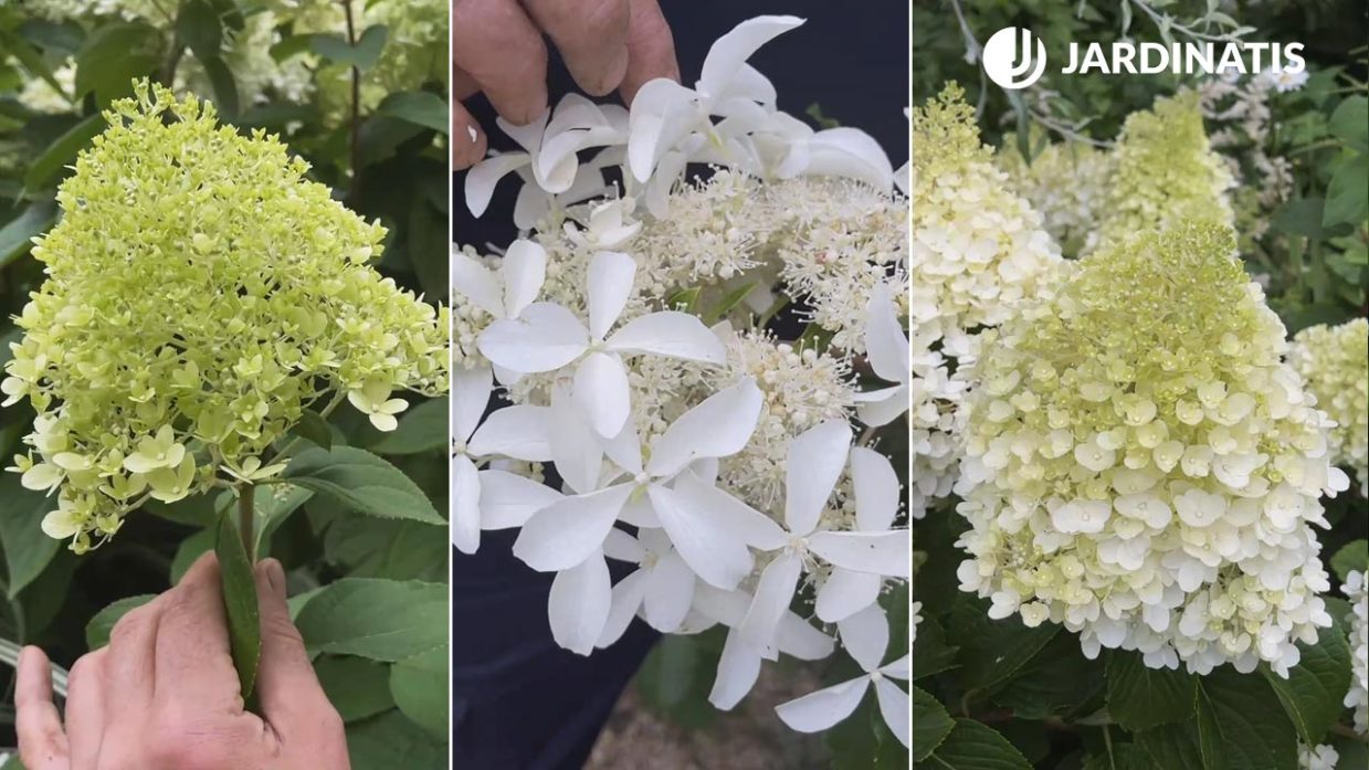 Descubre estas 3 preciosas variedades de hortensias paniculata y las claves  de su mantenimiento - Jardinatis
