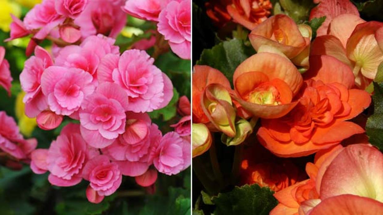 Begonia elatior: cómo cuidarla para que florezca - Jardinatis