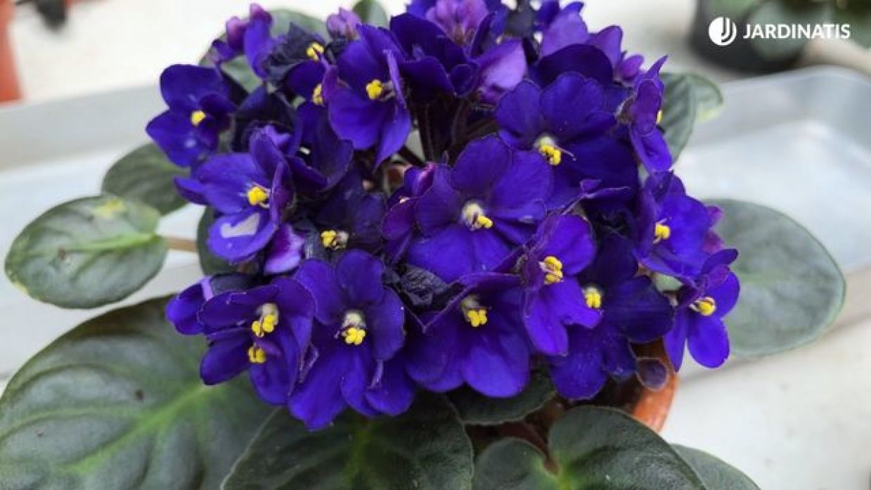Violeta africana: cuidados para mantenerla en flor todo el año - Jardinatis