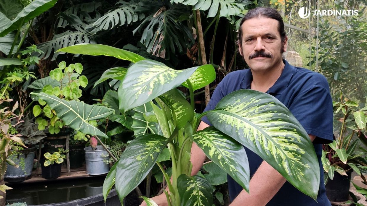 best soil mix for philodendron Philodendron Friday Potting Mix – PlantyTown main image 0